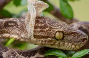 Rắn lột da: Biểu tượng biến đổi và tái sinh.