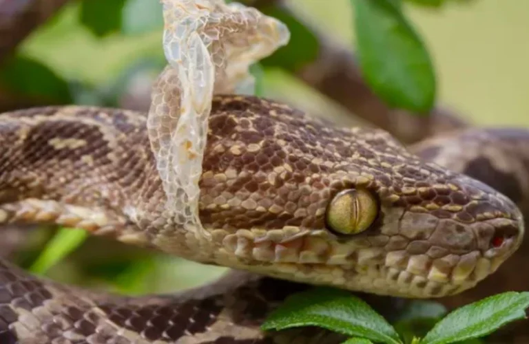 Rắn lột da: Biểu tượng biến đổi và tái sinh.