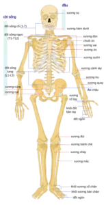 Bộ xương nghệ thuật: Khai mở chân lý.