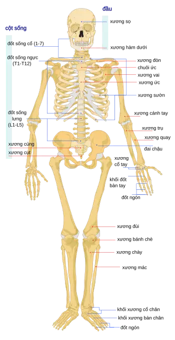 Bộ xương nghệ thuật: Khai mở chân lý.