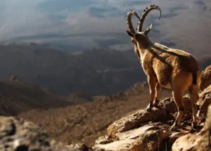 Dê núi vững chãi trên vách đá hùng vĩ.