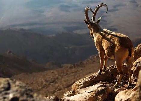 Dê núi vững chãi trên vách đá hùng vĩ.