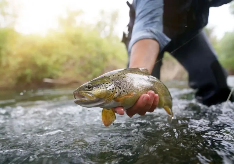 Mơ Thấy Bắt Cá: Giải Mã Điềm Lành Dữ Và Cách Hóa Giải Tâm An 1 Giấc mơ câu cá thanh bình, nước non huyền ảo.