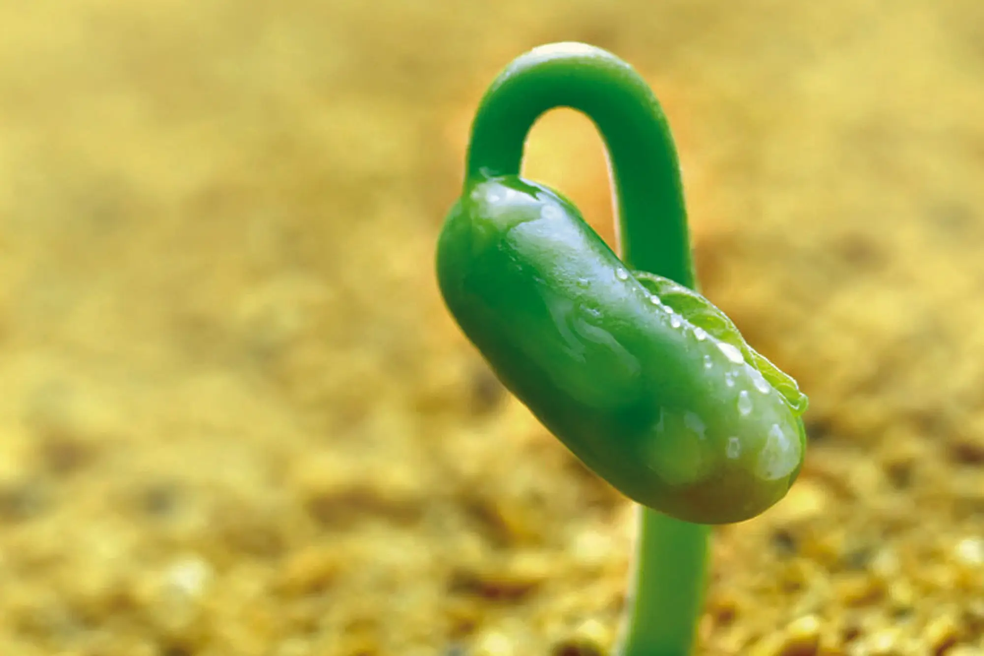 Giải Mã Giấc Mơ Thấy Người Yêu Cũ Có Thai: Điềm Báo & Hóa Giải 6 Cây non nảy mầm, gieo hạt hy vọng.