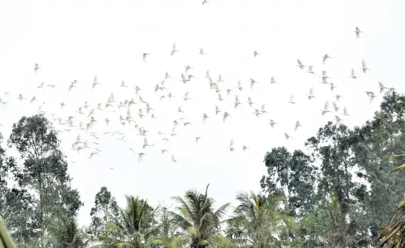 Giải Mã Giấc Mơ Thấy Ong: Điềm Báo Hay Lời Nhắc Nhở? 5 Khu vườn với ong đang bay lượn