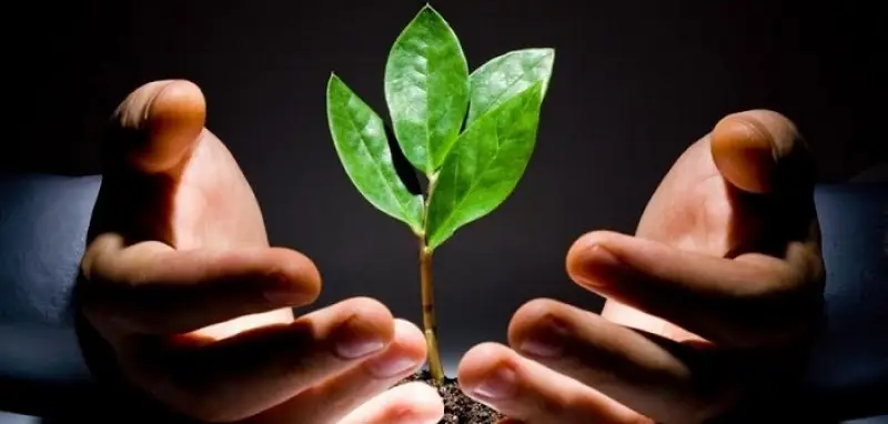 Mơ Thấy Ốc Đảo: Lời Giải Đáp Tâm Linh Cho Sự An Tâm Tuyệt Đối 7 Bàn tay nuôi dưỡng mầm xanh, gieo hy vọng.