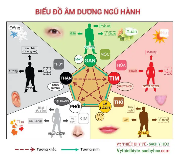 Giải Mã Nỗi Lo: Nằm Mơ Thấy Bị Tai Nạn Mất Chân Có Ý Nghĩa Gì? 5 Biểu đồ cân bằng Âm Dương Ngũ hành
