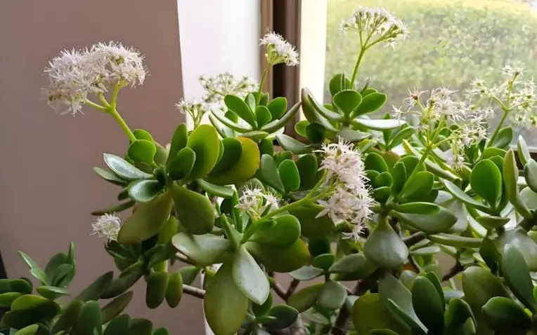 Giải Mã Giấc Mơ Thấy Người Yêu Cũ Cưới Vợ: Thông Điệp Từ Tiềm Thức 6 Cổ Thụ Nở Hoa: Phát Triển Tinh Thần