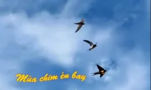 Chim én bay lượn trên bầu trời xanh.