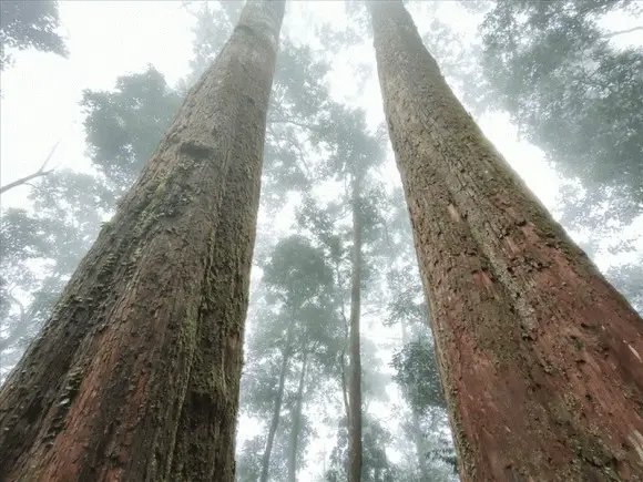 Vòng Phong Thủy Tuổi Tỵ 1989: Bí Quyết Thu Hút May Mắn Đỉnh Cao 4 Cây Đại Thụ Sừng Sững Giữa Rừng Đại Lâm Mộc