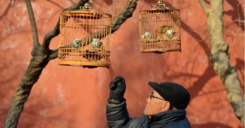 Ý nghĩa nuôi chim phong thủy: Khai vận, chiêu tài và bình an cho gia đạo 7 Lồng chim cũ kỹ trống rỗng bị bỏ bê.
