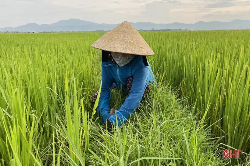 Nằm Mơ Thấy Lúa Chín Vàng: Giải Mã Điềm Báo Tài Lộc Hay Lời Nhắc Nhở? 6 Nông dân chăm lúa xanh, hy vọng bội thu