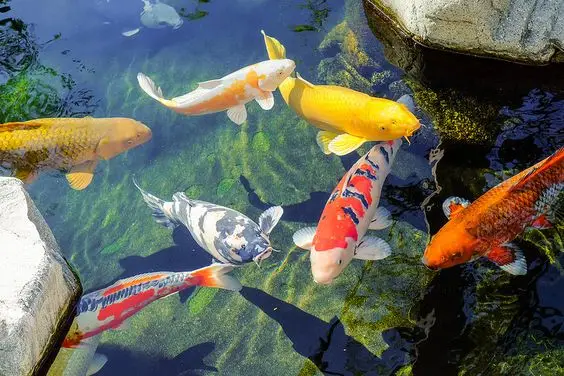 Kiêng Kỵ Cá Chết Không Chôn: Giải Pháp Phong Thủy Chánh Phái Cho Gia Trạch An Bình 7 Bể cá Koi đầy màu sắc sống động.