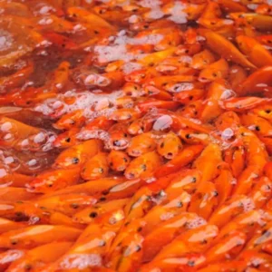 3 con cá chép chuẩn bị phóng sinh