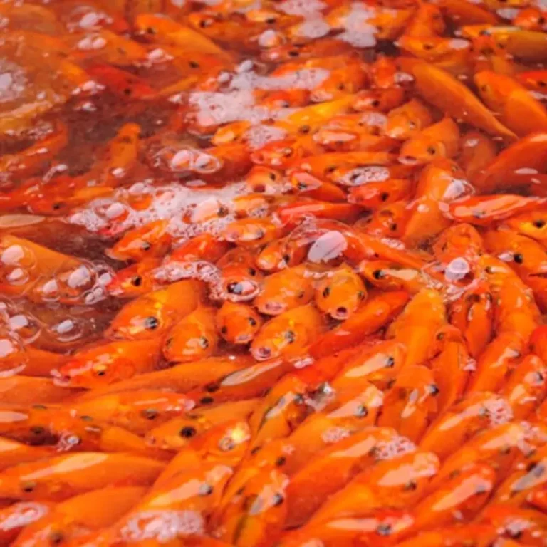 3 con cá chép chuẩn bị phóng sinh