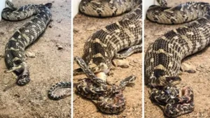 Rắn mẹ bảo vệ đàn con, sinh sôi.