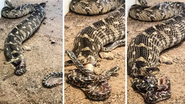 Nằm Mơ Thấy Rắn Đẻ Con: Giải Mã Điềm Báo, Hóa Giải Nỗi Lo 4 Rắn mẹ bảo vệ đàn con, sinh sôi.