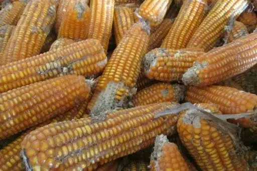 Nằm Mơ Thấy Hạt Ngô: Giải Mã Điềm Báo & Hóa Giải Cuộc Sống 6 Hạt Ngô Mốc Hư Hại: Dấu Hiệu Ảnh Hưởng Sức Khỏe