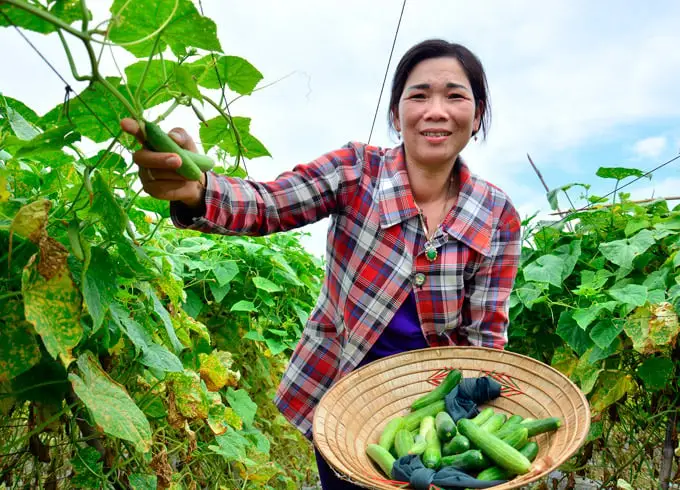 Mơ Thấy Dưa Leo: Giải Mã Điềm Báo & Hướng Hóa Giải Giúp Bạn An Tâm 6 Người thu hoạch dưa leo trong vườn.