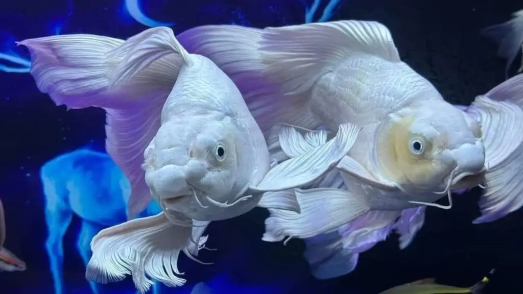 Giải Mã Giấc Mơ Thấy Cá Trắng: Điềm Lành Hay Lời Nhắc Nhở? 4 Cá trắng tinh khiết bơi nước xanh, may mắn.