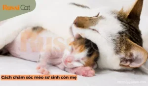 Mèo mẹ chăm sóc mèo con: Nét huyền bí nghệ thuật