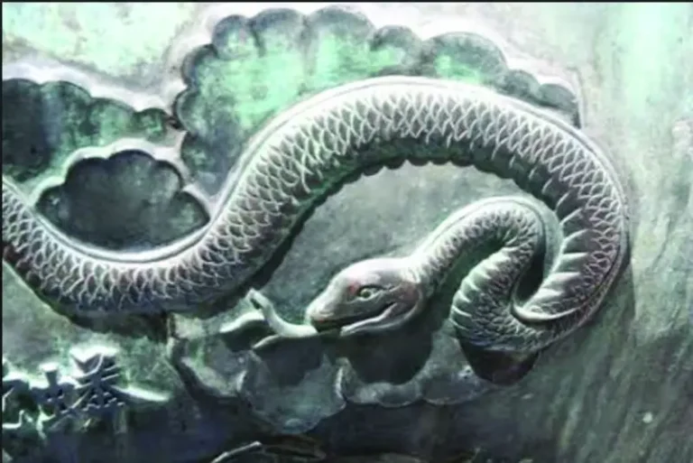 Rắn Âm Dương: Cân Bằng, Biến Đổi Vĩnh Hằng.