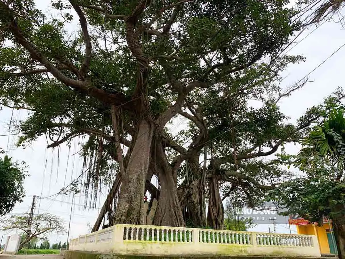 Giải Mã Giấc Mơ Thấy Gà Trống: Điềm Lành Hay Lời Nhắc Nhở Tâm Linh? 5 Cây cổ thụ vững chãi, sum suê, phúc lành.