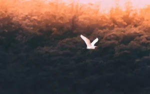 Chim lạc giữa thiên nhiên, ánh mắt tìm kiếm.