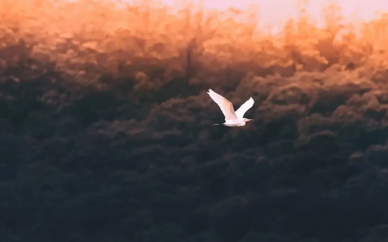 Chim lạc giữa thiên nhiên, ánh mắt tìm kiếm.