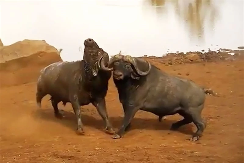 Trâu húc nhau quyết liệt