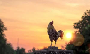 Gà trống gáy sáng, khởi đầu năng lượng.