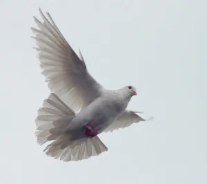 Chim bồ câu xám đang bay