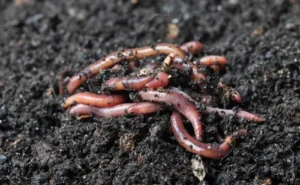 Giun đất: Sức sống đất màu mỡ.