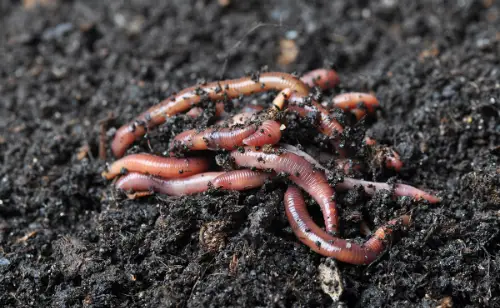 Giun đất: Sức sống đất màu mỡ.