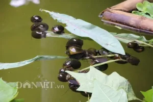 Ốc bò trên lá, kiên trì và an nhiên.