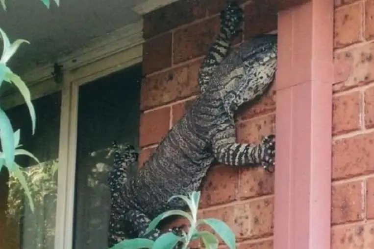 Giải Mã Giấc Mơ Thấy Thằn Lằn: Điềm Báo Ẩn Chứa Điều Gì? 4 Thằn lằn ẩn mình trên tường