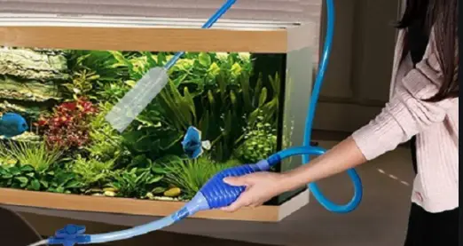 Chăm sóc bể cá: Thay nước, cho cá ăn.