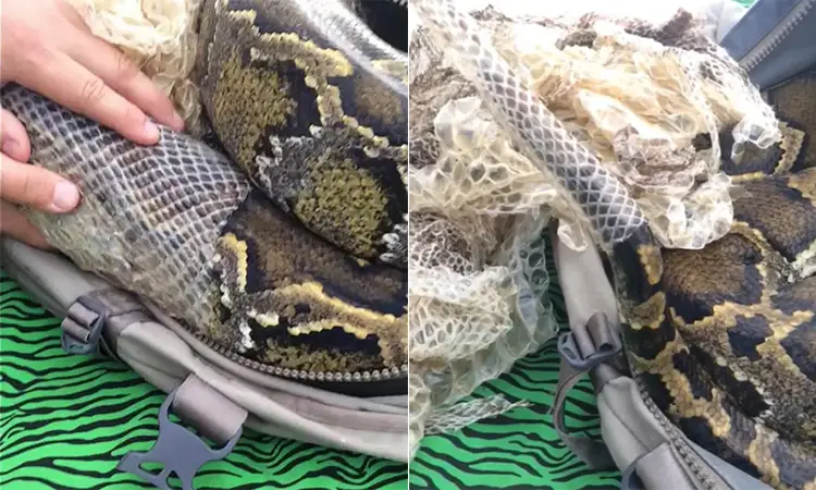 Giải Mã Giấc Mơ Thấy Trăn: Điềm Báo & Hướng Hóa Giải An Lành 3 Hình ảnh trăn đang lột xác