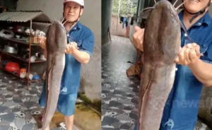 Thành công bắt cá trê đen hồ nước yên bình.