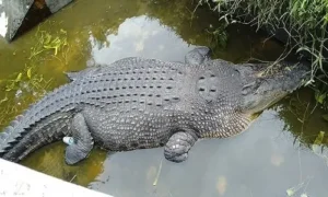 Cá sấu bí ẩn ẩn mình trong nhà.