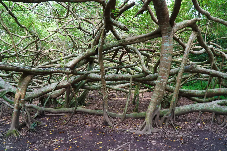 Giải Mã Giấc Mơ Thấy Ông Bà Đã Mất: Điềm Báo, Hóa Giải và An Tâm 6 Cây cổ thụ rễ sâu: Gia đình, tổ tiên che chở.