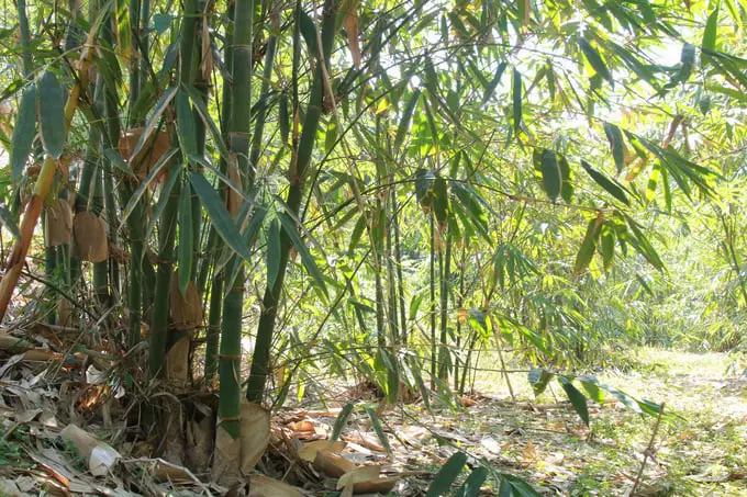 Giải Mã Giấc Mơ Thấy Cây Tre: Điềm Báo & Hướng Hóa Giải 5 Rừng tre bạt ngàn: Đoàn kết và sung túc