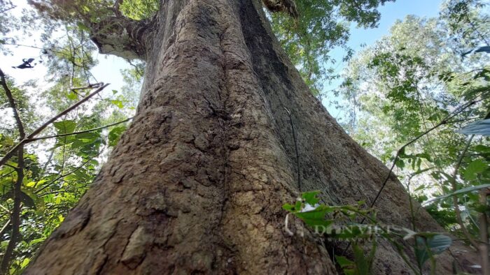 Nằm Mơ Thấy Mình Bị Đòi Nợ: Giải Mã Điềm Báo & An Tâm Sống Thiện 7 Cây cổ thụ kiên định, bình an giữa thiên nhiên