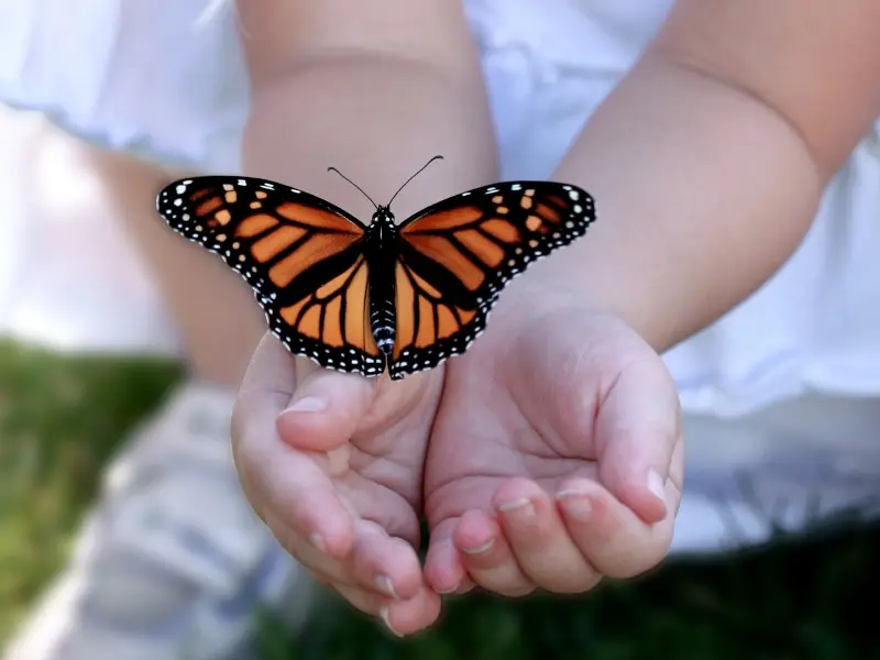 mơ thấy bướm 6 Giải mã giấc mơ bướm: Điềm lành, điềm dữ & lời khuyên.