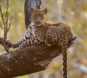 Báo đốm uy nghi trong không gian huyền bí