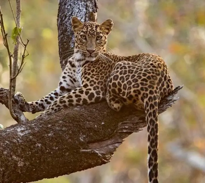 Giải Mã Giấc Mơ Nằm Thấy Beo: Điềm Báo Sức Mạnh Hay Cảnh Giác? 4 Báo đốm uy nghi trong không gian huyền bí