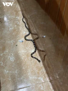 Rắn bò vào ngưỡng cửa nhà.