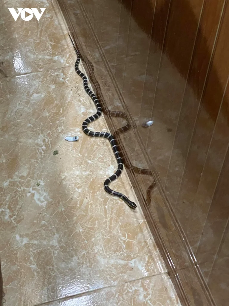 Rắn bò vào ngưỡng cửa nhà.