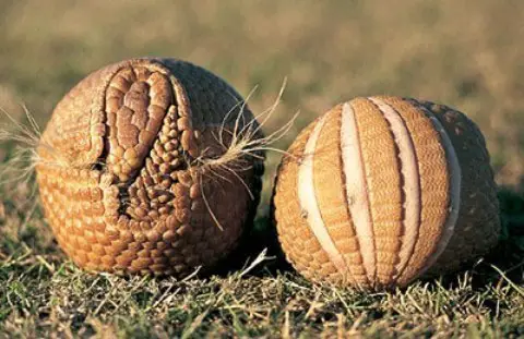 Nằm mơ thấy nhím: Giải Mã Điềm Báo & Hướng Hóa Giải An Tâm 2 Nhím cuộn tròn tự vệ giữa thiên nhiên.