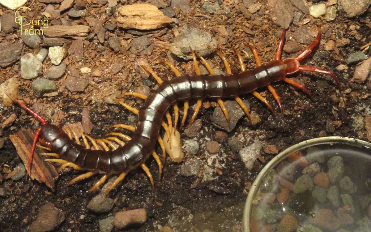 Nằm mơ thấy rết đánh số mấy: Giải mã sâu sắc và An tâm sống thiện 7 Giấc mơ Rết: Con số may mắn tài lộc.